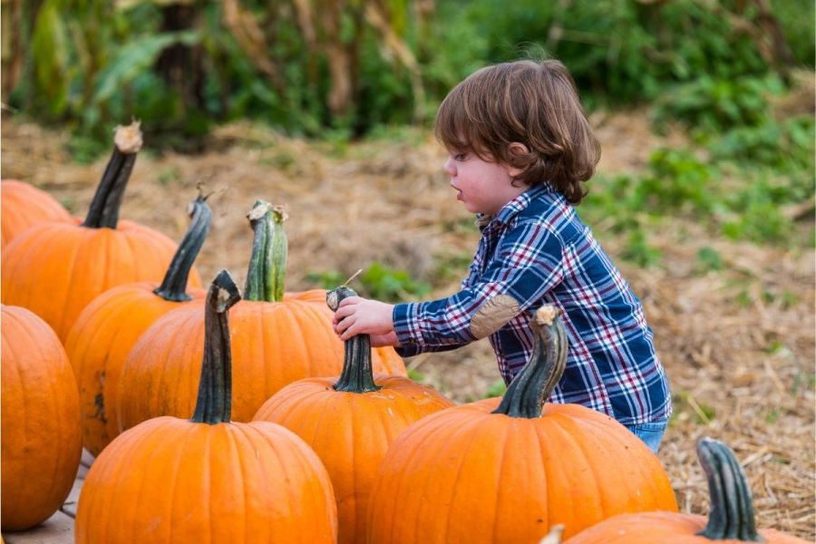 Picking pumpkins for Halloween.